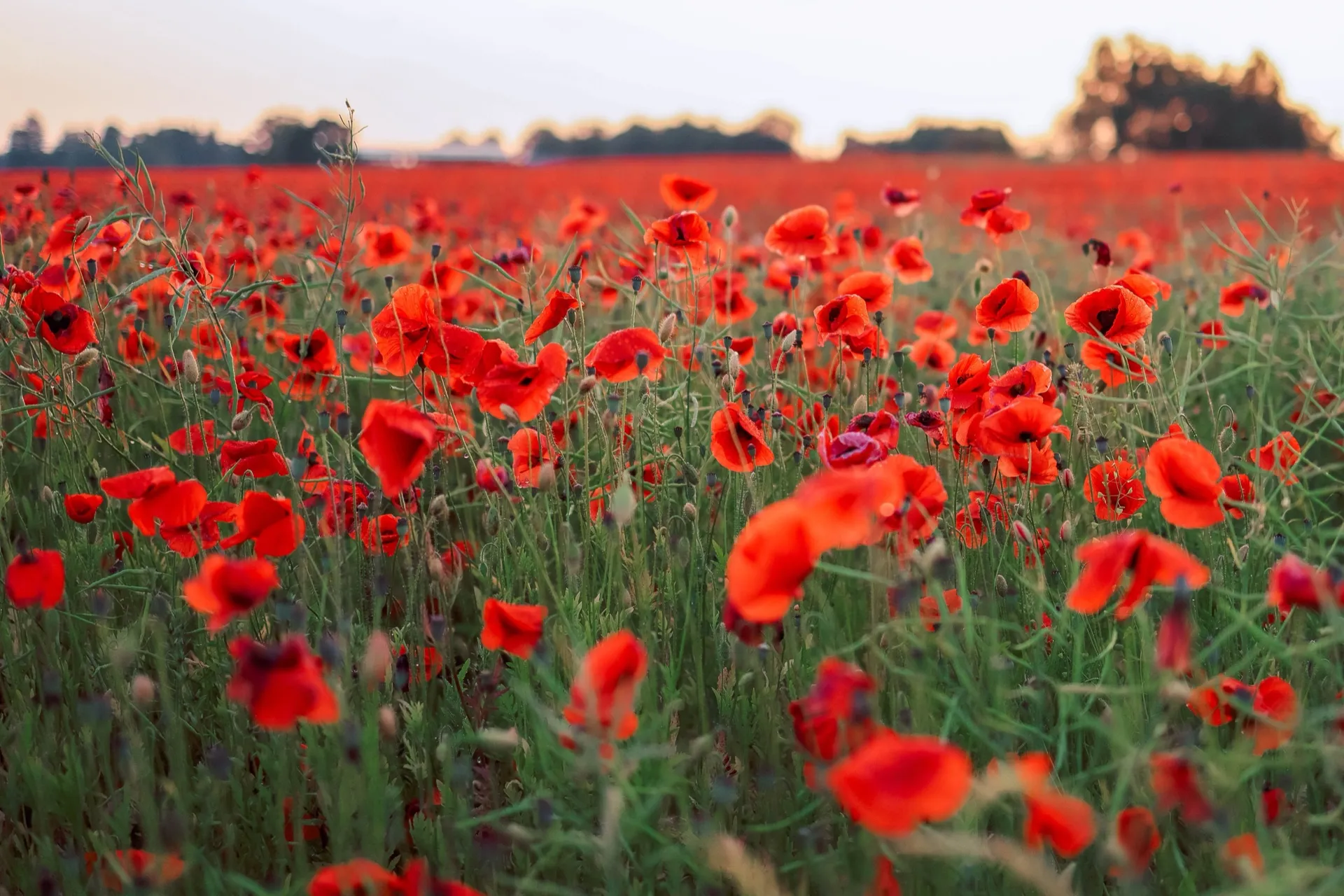 A field of red poppies at sunset