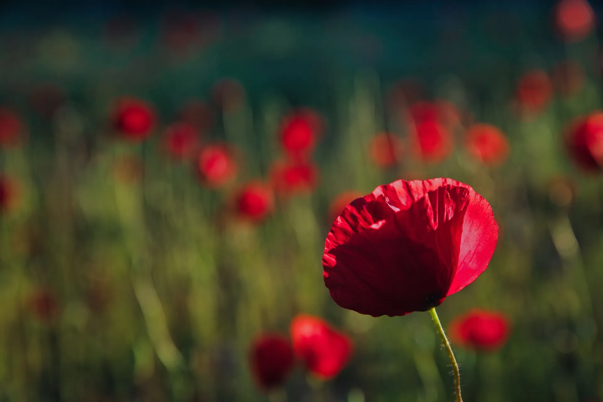 A single red poppy in front of a blurred poppy field